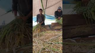 preview picture of video 'Petani Tradisional Pipikoro Kantewu'