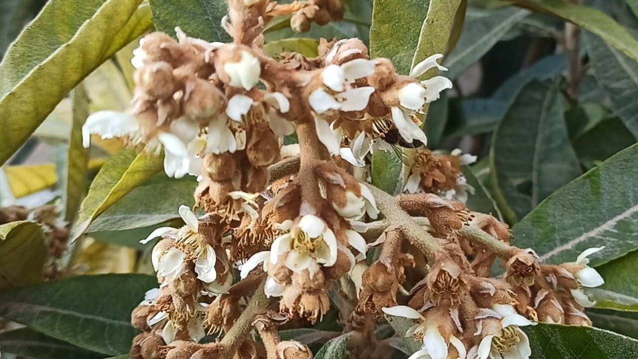 مباشر الجزائر تربية النحل مع مربي النحل مفيد 2026/01/12