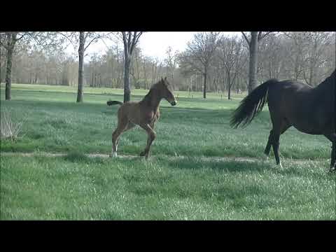 HF2021Fusionist Don Index