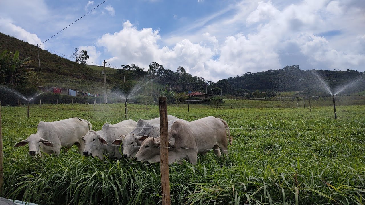 vale a pena intensificar pasto? Irrigação + adubação pecuária do zero/ Brs kurumi e capim myiagui