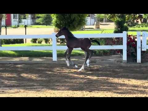 Daario PF. Holsteiner Colt. Diarado / Diamant de Semilly x Keaton x Casall.