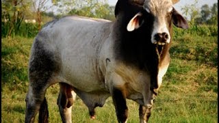 The Science Behind Cattle Ranches – How the Cowboy Business Evolved