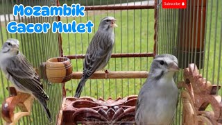 Download lagu Beautiful Birds Singing | Masteran Mozambik Gacor | Greensinger Finch | Relaxing sound for stress | mp3
