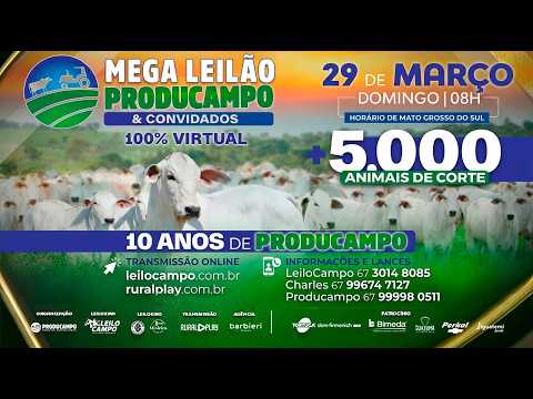 MEGA LEILÃO PRODUCAMPO & CONVIDADOS - RIO NEGRO/MS - RURAL PLAY