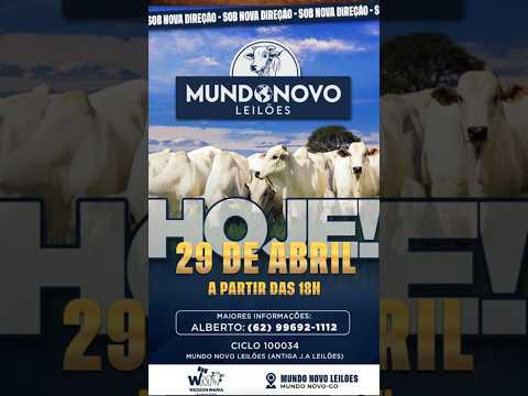 4° LEILÃO DO  MUNDO NOVO LEILÕES 29/04/2026