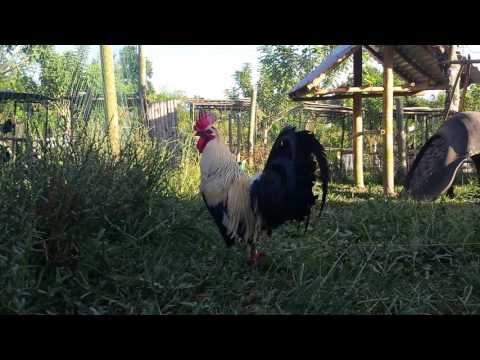 Flerry Eyed Grey brood cock