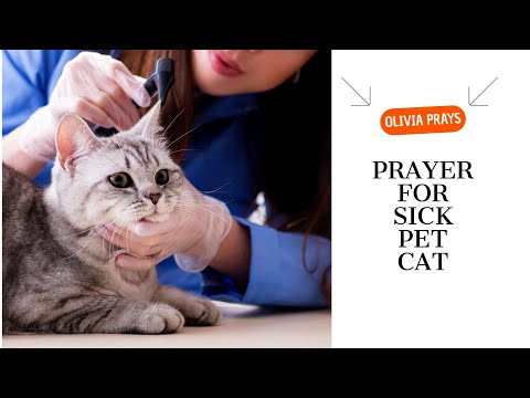 Prayer for Sick Pet Cat - Olivia Prays