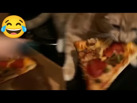 Cute and cat funny - Videos Compilation #17 | Animals | R Shahariya