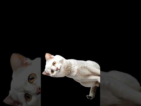 a 😺 cat is dancing