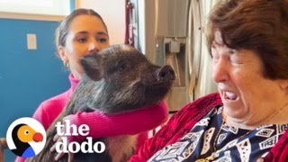 Download lagu Woman Surprises Her Family With A Pet Pig And They Arenβt Happy | The Dodo mp3 Download lagu Woman Surprises Her Family With A Pet Pig And They Arenβt Happy | The Dodo mp3