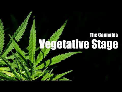 What to Do During the Cannabis Vegetative Stage