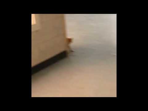 The lost Kitten. U will cry forever