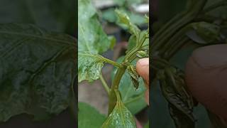 Download lagu curly chili leaves. #chili #curlyleaf #shorts mp3