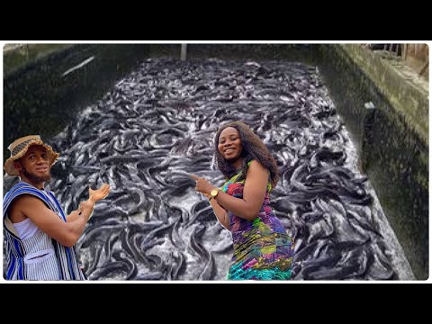 , title : 'Meet FISH ACADEMY whose Farm Hatched Over 30,000 Fishes in a Day | Starting a Fish Business'