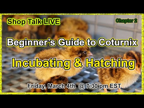 , title : 'Coturnix Corner's - Beginner's Guide to Coturnix - Incubation & Hatching'