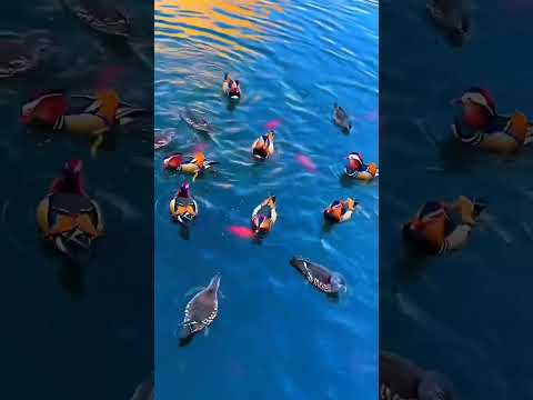 #huzoorji #hiten #nature #meditation #birds #water #popular #ponds