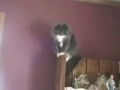 Crazy guy screaming at his cats