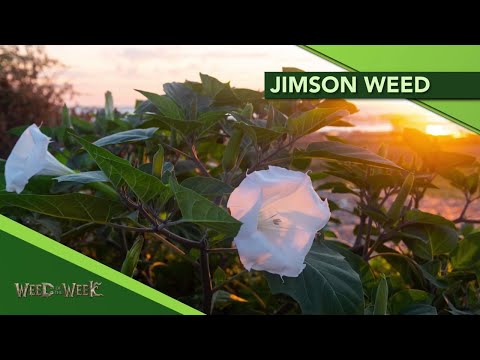 Weed of the Week #1105 Jimson Weed (Air Date 6-9-19)