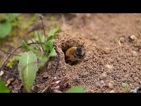 Mezei méh a magas vérnyomásból - bpls.hu