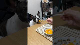 フレブルの柿に対する思いが凄すぎて根負けしました😂