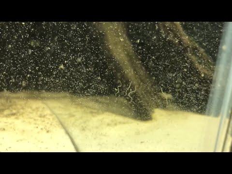 White Worms In Your Aquarium? Everything You Need to Know About Detritus Worms | DIY Reptiles