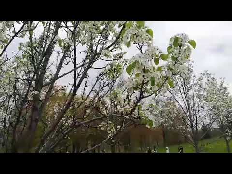 Cherry blossom Spring Flowers in Brampton, Canada 2019 | Wajiha's Vlog