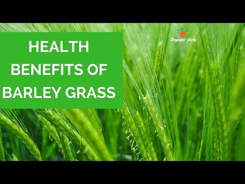 Top health benefits of barley grass/ benefits of barley gras...