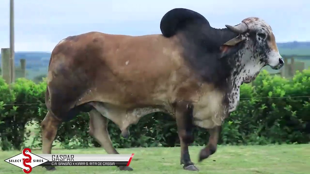 Vídeo GASPAR S. RITA DE CASSIA