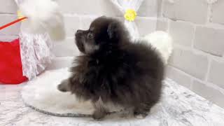 ポメラニアンの動画02