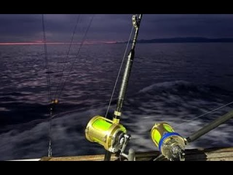 World Record Southern Bluefin Tuna August 2023