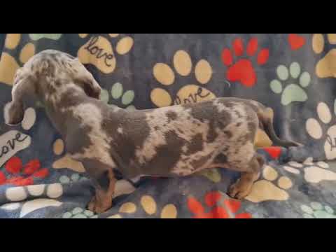 Dachshund mini - Μίνι Ντάσχαουντ-thumb-2