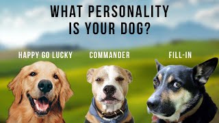 Happy Go Lucky, Commander, and Fill-In | The Three Types Of Dog Personalities