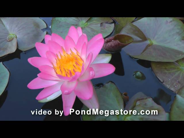 Siam Pink new Water Lily, Water Garden, Build Pond