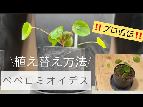 ピレア・ペペロミオイデスの吸盤を植え替えたほうがいいでしょうか？植物にはどんな土を使えばいいのでしょうか？  庭園