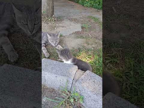 My Memory TV #funny #animals #comedy #cute #cutecat #cat #catlover #cats #catshorts #kitten #kitty