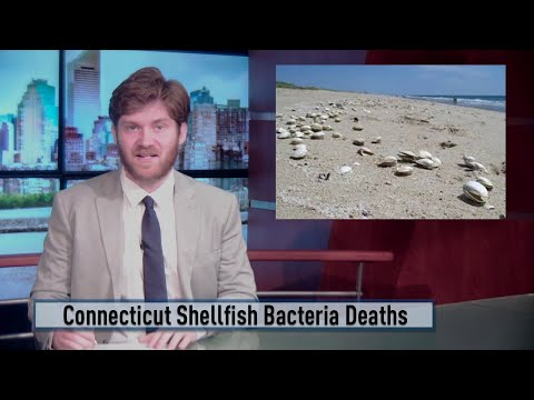 CT Several Deaths Linked To Raw Shellfish Contaminated With Deadly Bacteria