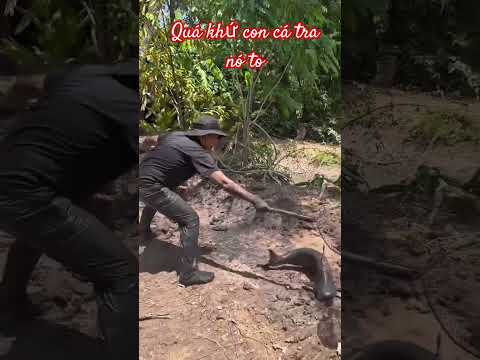 quá khứ con cá tra kéo nó lên trên bờ muốn xỉu luôn á
