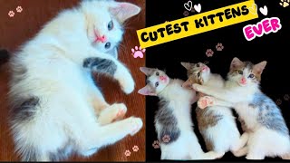 Cute Kittens Compilation | Adorable Baby Cats Playing Together