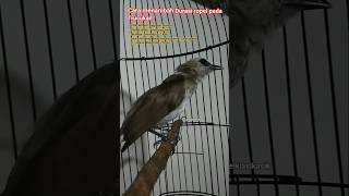 Download lagu cara meningkatkan durasi ropel pada burung. #trucukangacor #trucukanropel #perawatanburung #durasi mp3