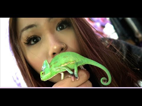 download lagu mp3 mp4 Translucent Veiled Chameleon, download lagu Translucent Veiled Chameleon gratis, unduh video klip Translucent Veiled Chameleon
