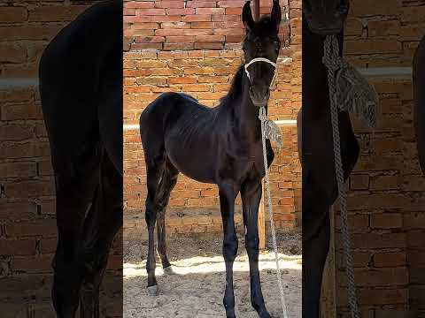 , title : 'The Elegant Beauty of Black Anglo-Arabian Stallions #HorseLovers #MajesticSteeds...'