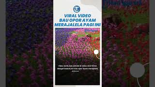 Viral Video Bau Opor Ayam Merajalela, Lokasi Cimoriland Puncak Bogor, Jawa Barat: Menu Khas Lebaran