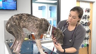 Skin and Bones... and Parasites