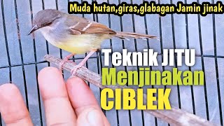 Download lagu How to Tame CIBLEK, which is wild, agile, and glabakan mp3