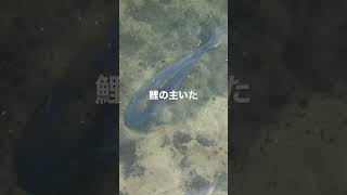 鯉のヌシ