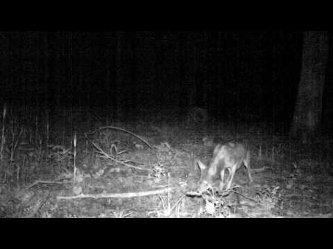 Cuddie back game cam coyote