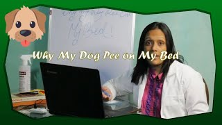 Why my Pet Pee on My Bed | Dog Urinating on Bed | Dr Pallabi