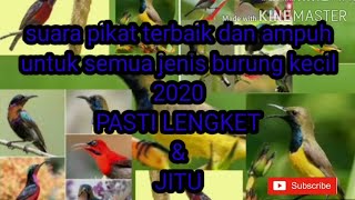 Download lagu Suara pikat terbaik semua jenis burung kecil dan ampuh 2 Agustus 2020 mp3 Download lagu Suara pikat terbaik semua jenis burung kecil dan ampuh 2 Agustus 2020 mp3