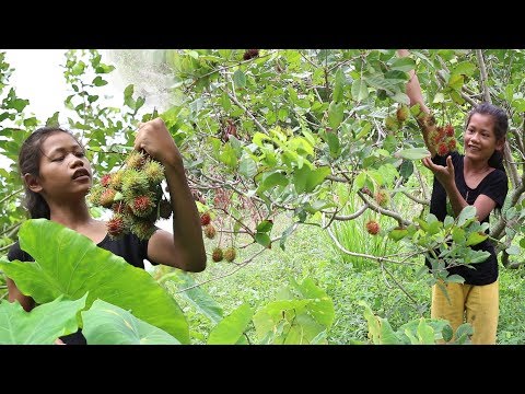 My Natural Food: Find meet natural rambutan fruit for food - Natural rambutan eating delicious #12 Video