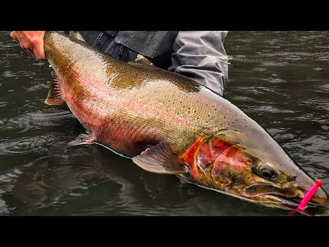 Addicted Alaska 2 - Alaskan Steelhead Fishing (Full Movie)